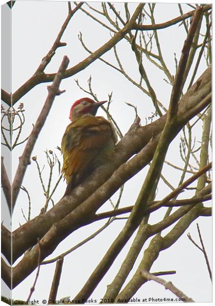 Golden-olive Woodpecker Canvas Print by Carole-Anne Fooks