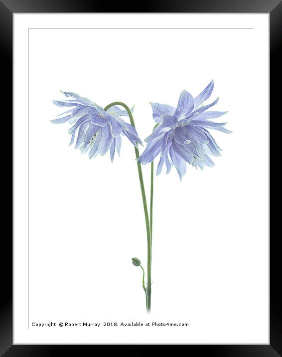 Columbines Framed Mounted Print by Robert Murray