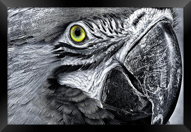 Macaw Framed Print by Jim kernan
