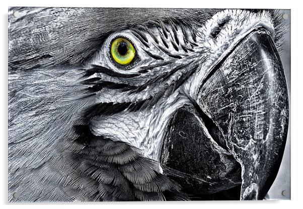 Macaw Acrylic by Jim kernan
