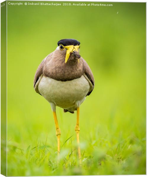 Yellow wattled lapwing Canvas Print by Indranil Bhattacharjee