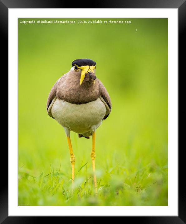 Yellow wattled lapwing Framed Mounted Print by Indranil Bhattacharjee