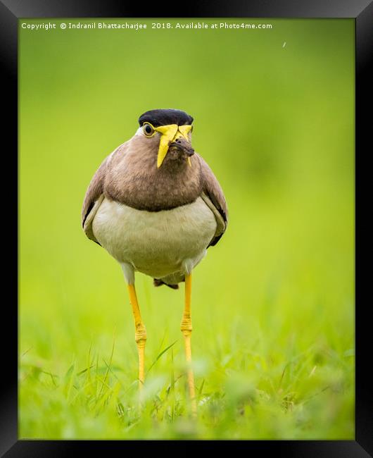Yellow wattled lapwing Framed Print by Indranil Bhattacharjee