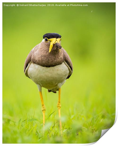 Yellow wattled lapwing Print by Indranil Bhattacharjee