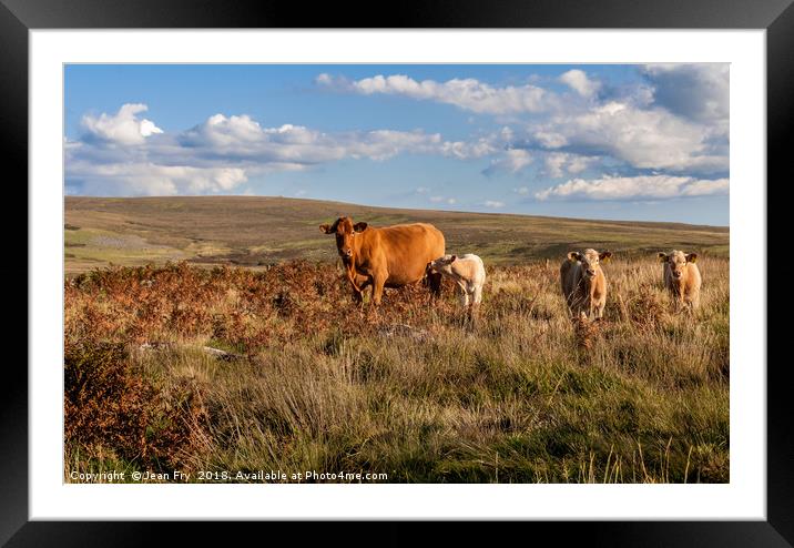 Cow with calves on Dartmoor Framed Mounted Print by Jean Fry