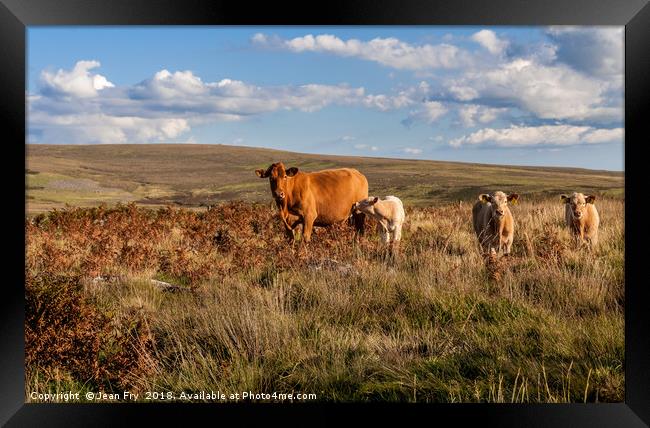 Cow with calves on Dartmoor Framed Print by Jean Fry