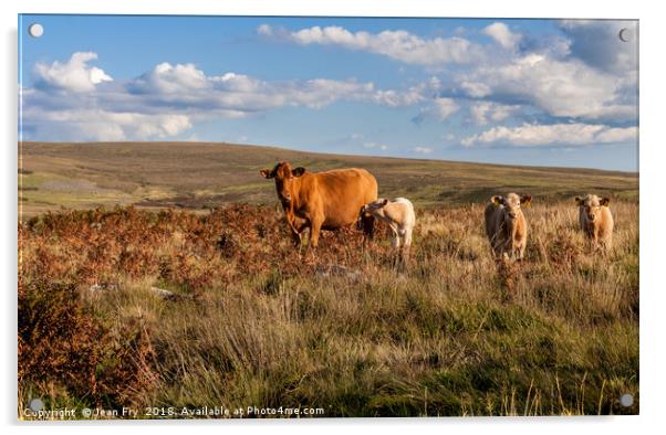 Cow with calves on Dartmoor Acrylic by Jean Fry