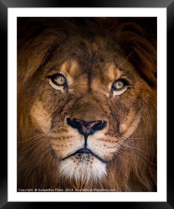 Brutus the Lion Portrait Framed Mounted Print by GadgetGaz Photo