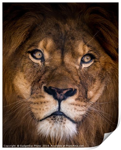 Brutus the Lion Portrait Print by GadgetGaz Photo