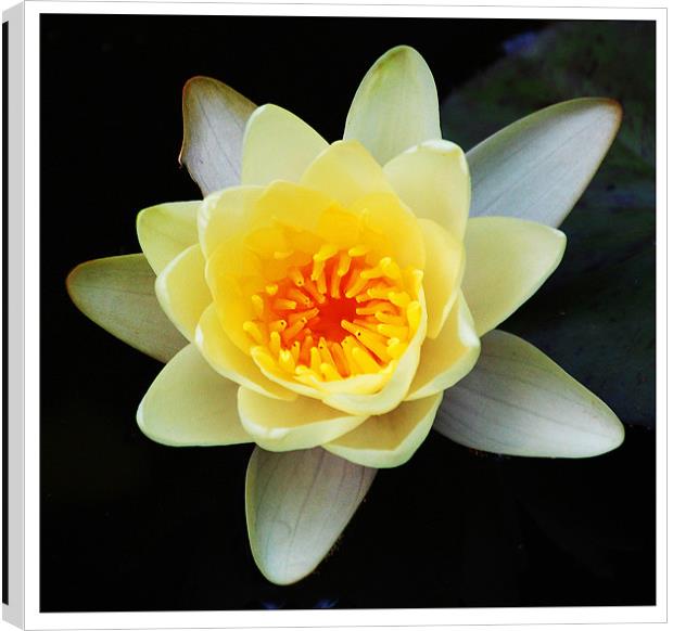 Gorgeous Water Lily Canvas Print by james balzano, jr.