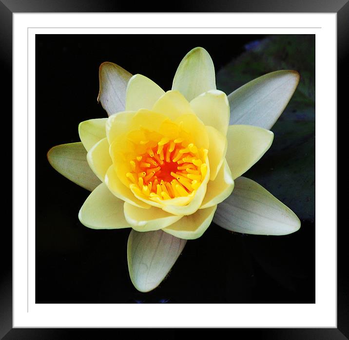 Gorgeous Water Lily Framed Mounted Print by james balzano, jr.