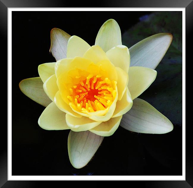 Gorgeous Water Lily Framed Print by james balzano, jr.