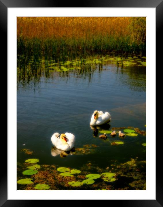 Swan Lake, Llangorse, Wales, UK Framed Mounted Print by Mark Llewellyn