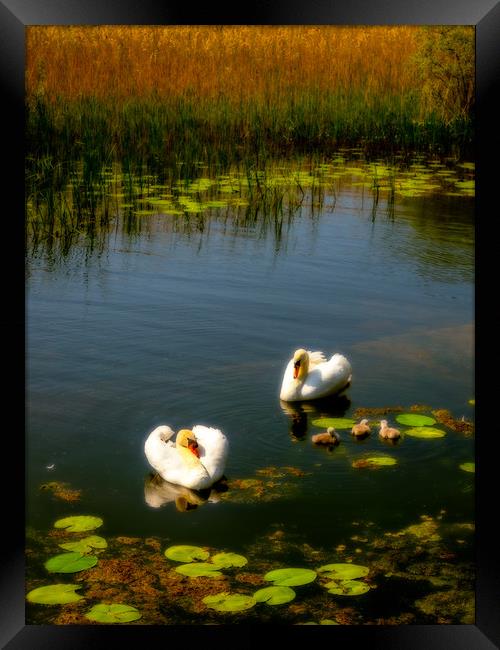 Swan Lake, Llangorse, Wales, UK Framed Print by Mark Llewellyn