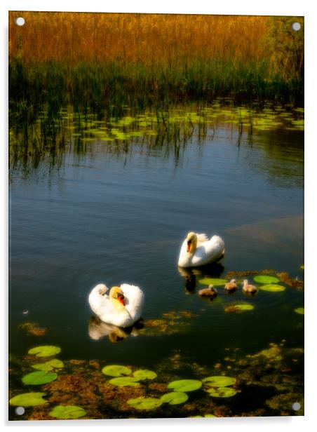 Swan Lake, Llangorse, Wales, UK Acrylic by Mark Llewellyn