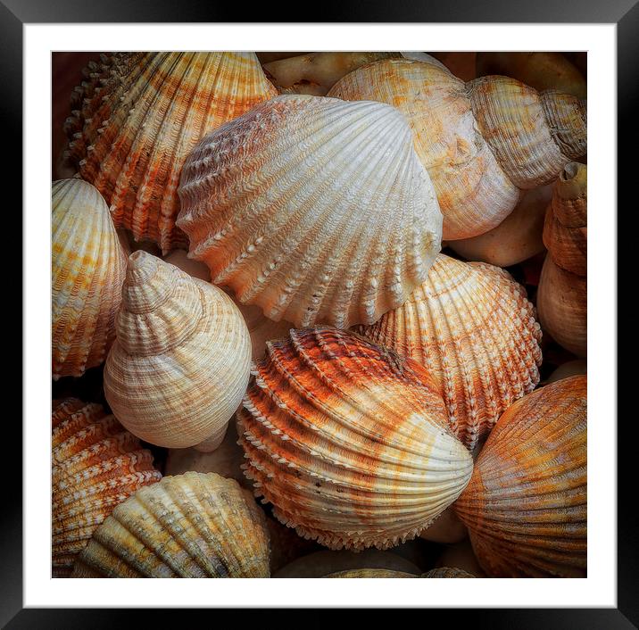 A collection of sea shells Framed Mounted Print by Leighton Collins