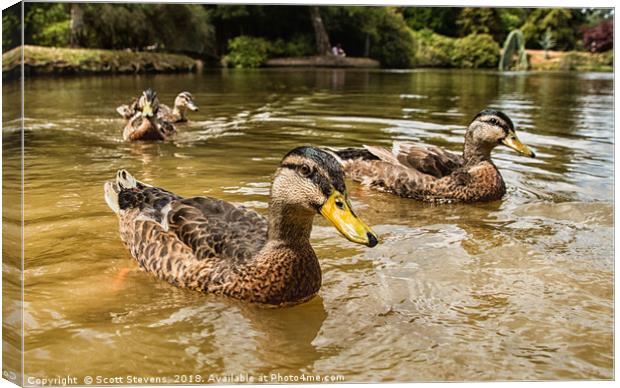 Swimming With The Ducks Canvas Print by Scott Stevens