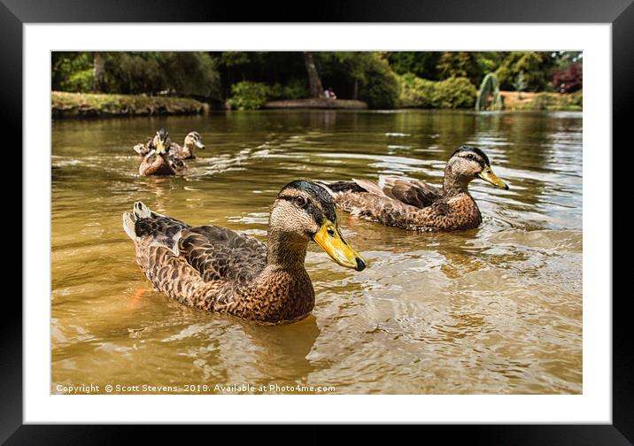 Swimming With The Ducks Framed Mounted Print by Scott Stevens