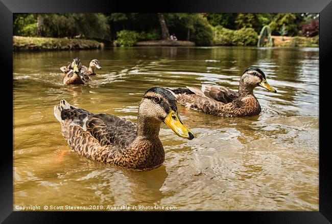 Swimming With The Ducks Framed Print by Scott Stevens