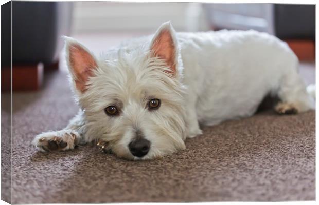 `LILY` the West Highland White Terrier Canvas Print by Ernie Jordan