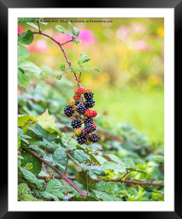 Blackberry. Framed Mounted Print by Angela Aird
