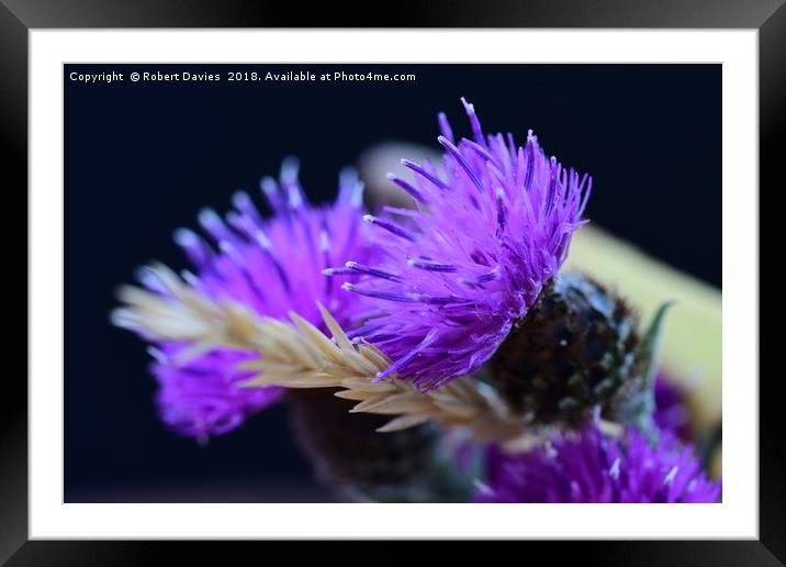 Purple Thistle Framed Mounted Print by Robert Davies
