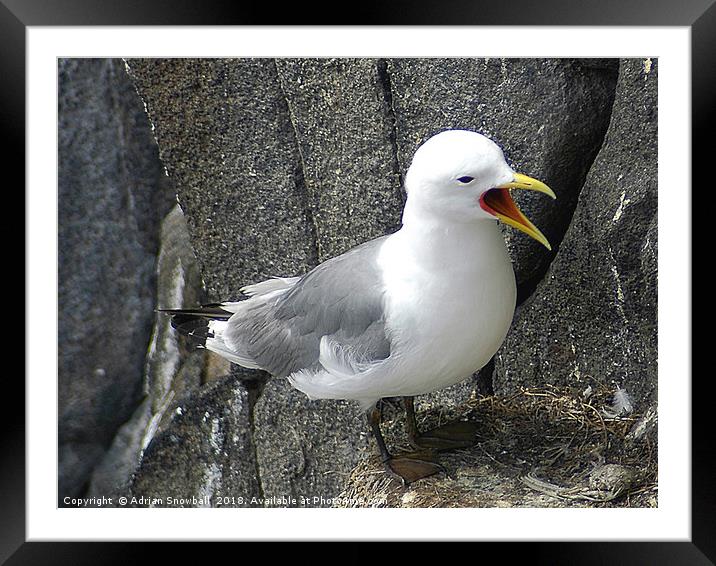 Kittiwake on the Isle of May Framed Mounted Print by Adrian Snowball