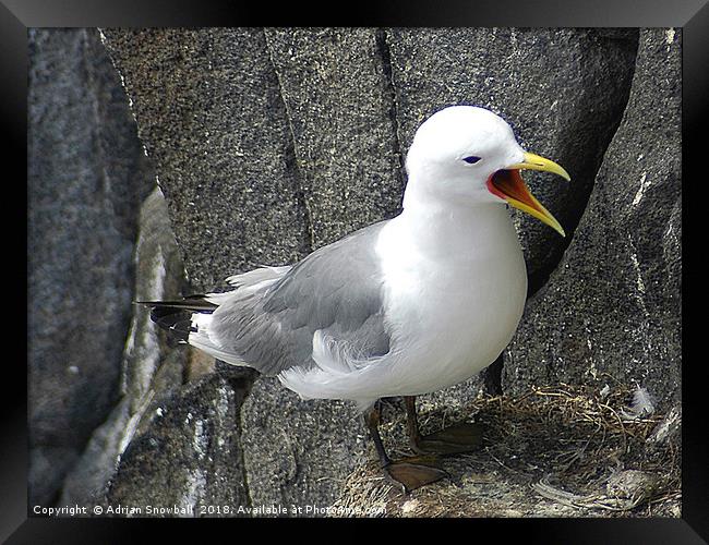 Kittiwake on the Isle of May Framed Print by Adrian Snowball
