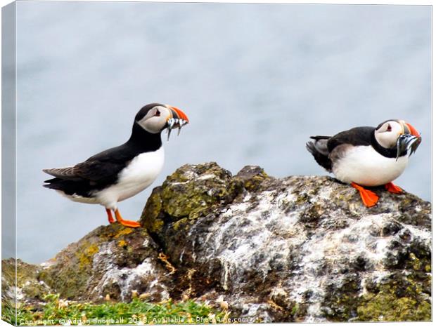 Puffins with sand eels Canvas Print by Adrian Snowball