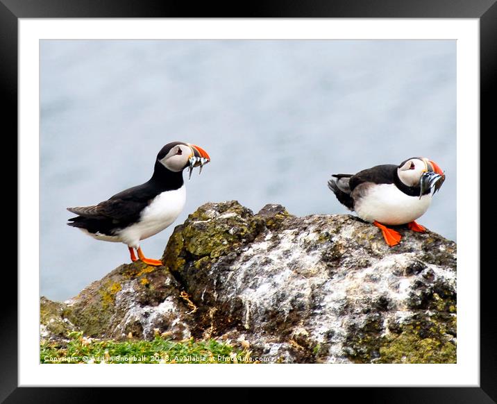 Puffins with sand eels Framed Mounted Print by Adrian Snowball