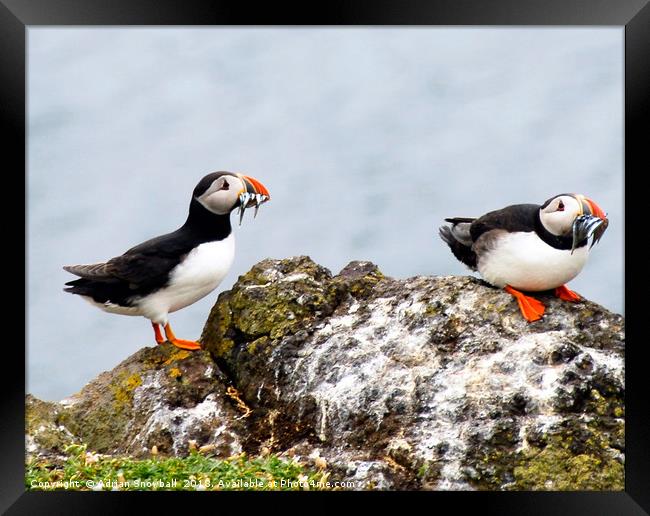 Puffins with sand eels Framed Print by Adrian Snowball