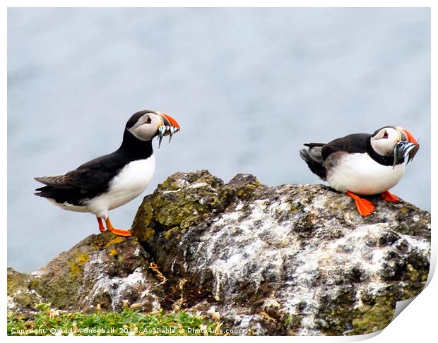 Puffins with sand eels Print by Adrian Snowball