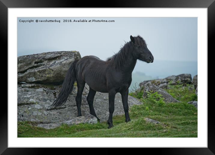 Black Dartmoor Heritage Pony Framed Mounted Print by rawshutterbug 