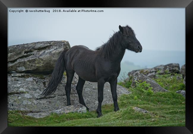 Black Dartmoor Heritage Pony Framed Print by rawshutterbug 