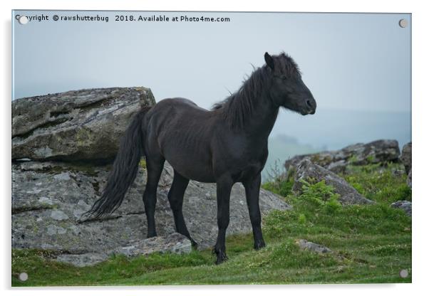 Black Dartmoor Heritage Pony Acrylic by rawshutterbug 