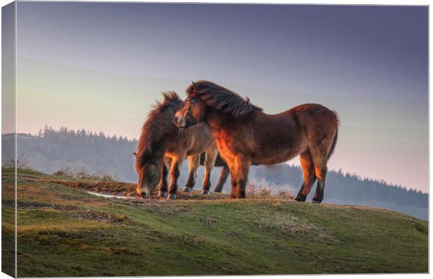 Ponies at sunset on the Quantock Hills in Somerset Canvas Print by Thomas Russell