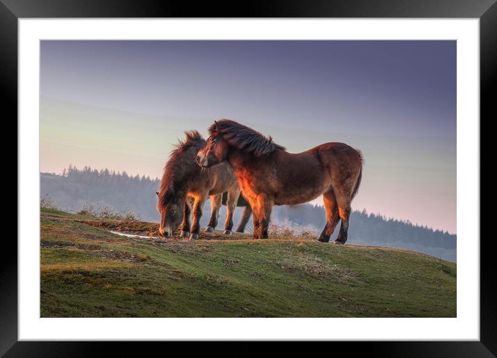 Ponies at sunset on the Quantock Hills in Somerset Framed Mounted Print by Thomas Russell