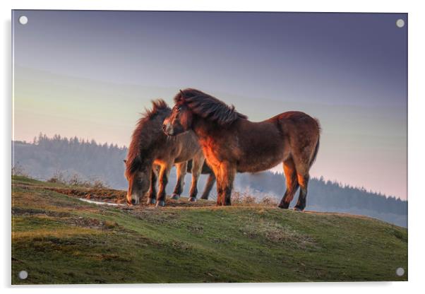 Ponies at sunset on the Quantock Hills in Somerset Acrylic by Thomas Russell