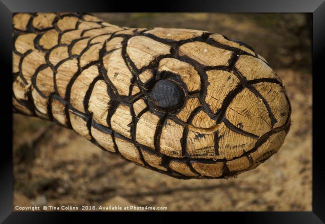 Wood Carving of a Snake  Framed Print by Tina Collins