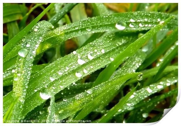 Early morning dew Print by David Wild