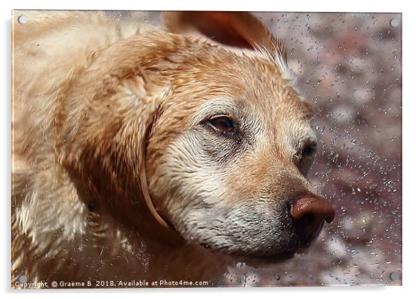 Shaking Labrador Acrylic by Graeme B