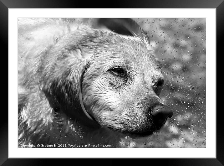 Shaking Labrador BW Framed Mounted Print by Graeme B