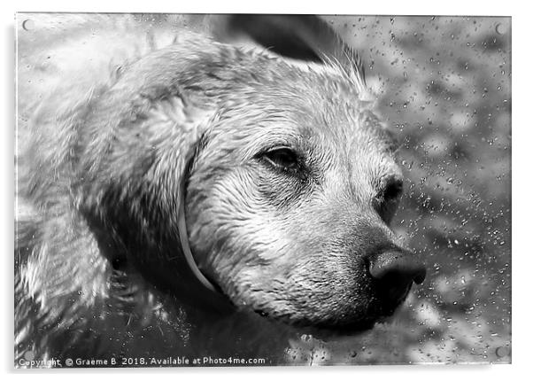 Shaking Labrador BW Acrylic by Graeme B