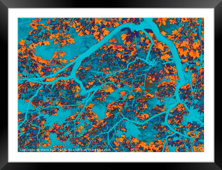 Blue and orange tree Framed Mounted Print by steve ball