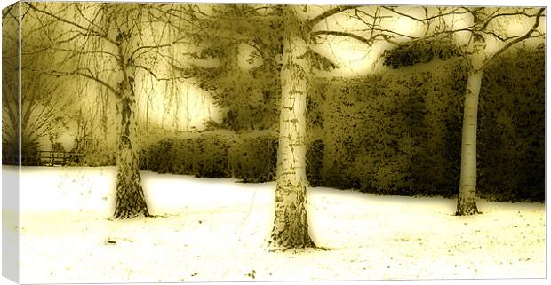 Three Trees In The Snow Canvas Print by graham young