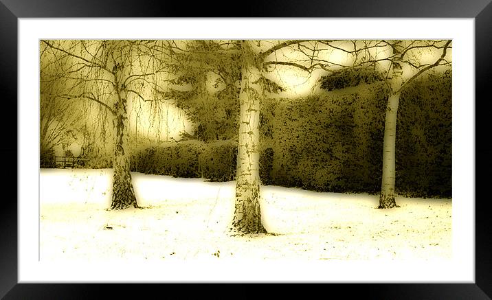 Three Trees In The Snow Framed Mounted Print by graham young
