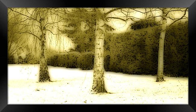 Three Trees In The Snow Framed Print by graham young