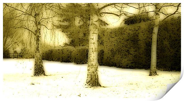 Three Trees In The Snow Print by graham young