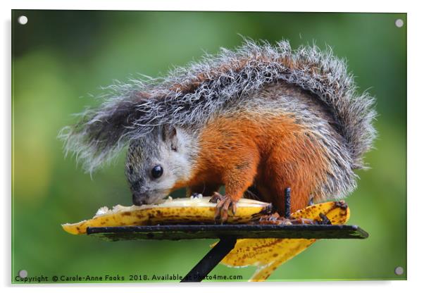 Variegated Squirrel Acrylic by Carole-Anne Fooks