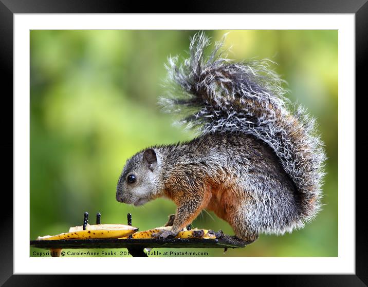 Variegated Squirrel Framed Mounted Print by Carole-Anne Fooks